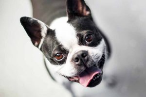 Picture of a Boston Terrier