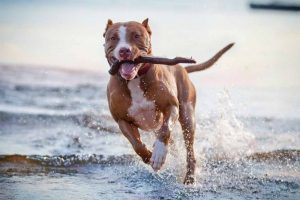Picture of a dog running at the beach with a stick