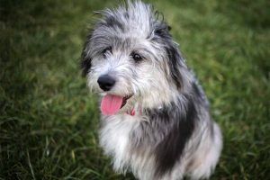 Picture of a Aussiedoodle