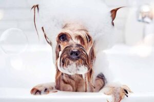 Can I Use Baby Shampoo On My Dog Pet Friendly House