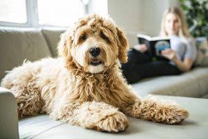 Labradoodle on a leather sofa