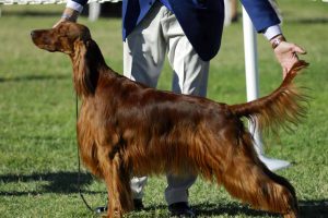 Picture of Irish Setter at a Dog Show