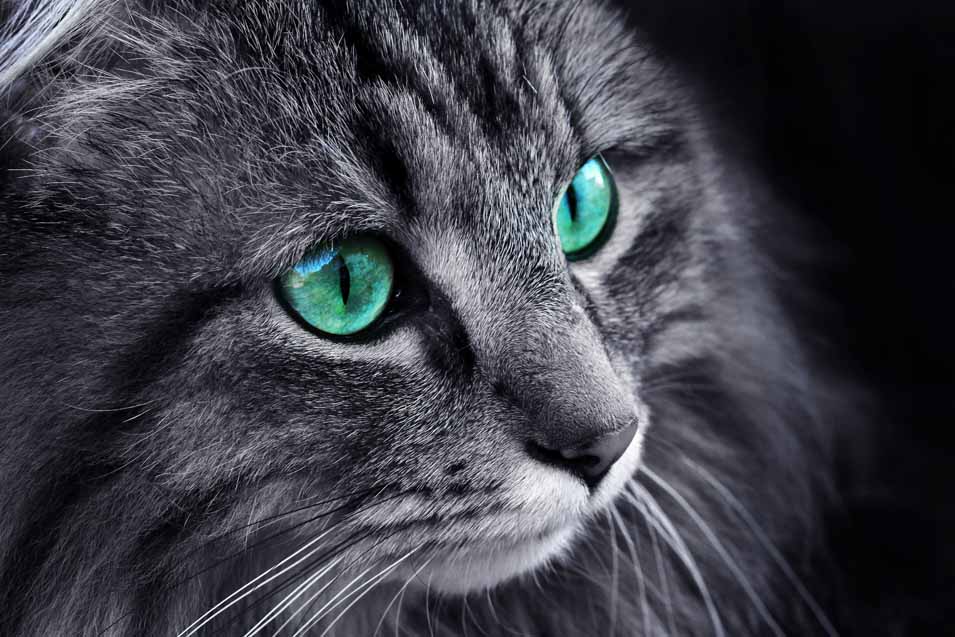 Picture of a grey cat with green eyes