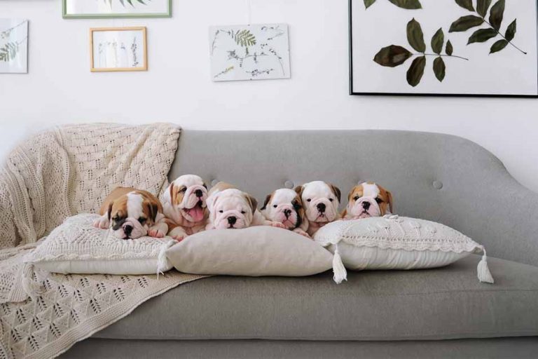 Picture of puppies on a couch