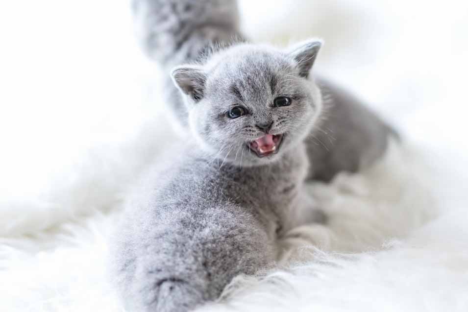 Picture of British Shorthair Kittens