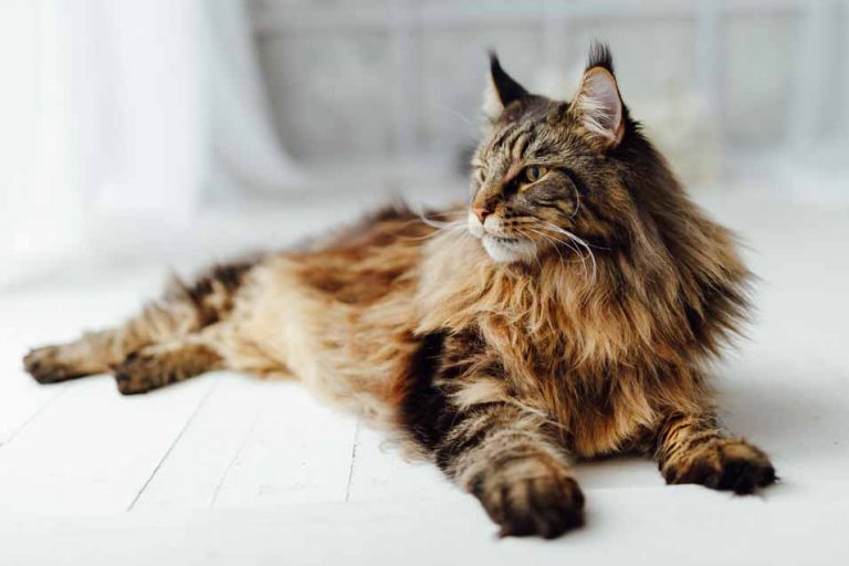 Picture of a Maine Coon Cat