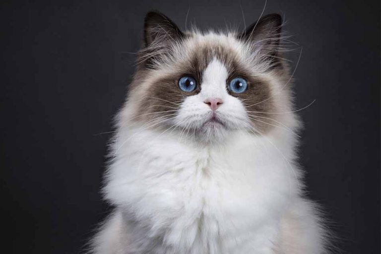 Picture of a Ragdoll Cat