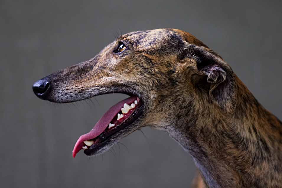 Picture of a Greyhound