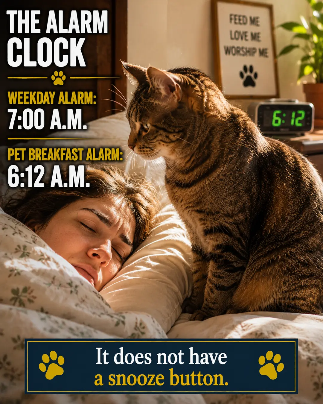 A determined cat sits inches from its sleeping owner's face at 6:12 a.m., serving as an unavoidable breakfast alarm with no snooze button.