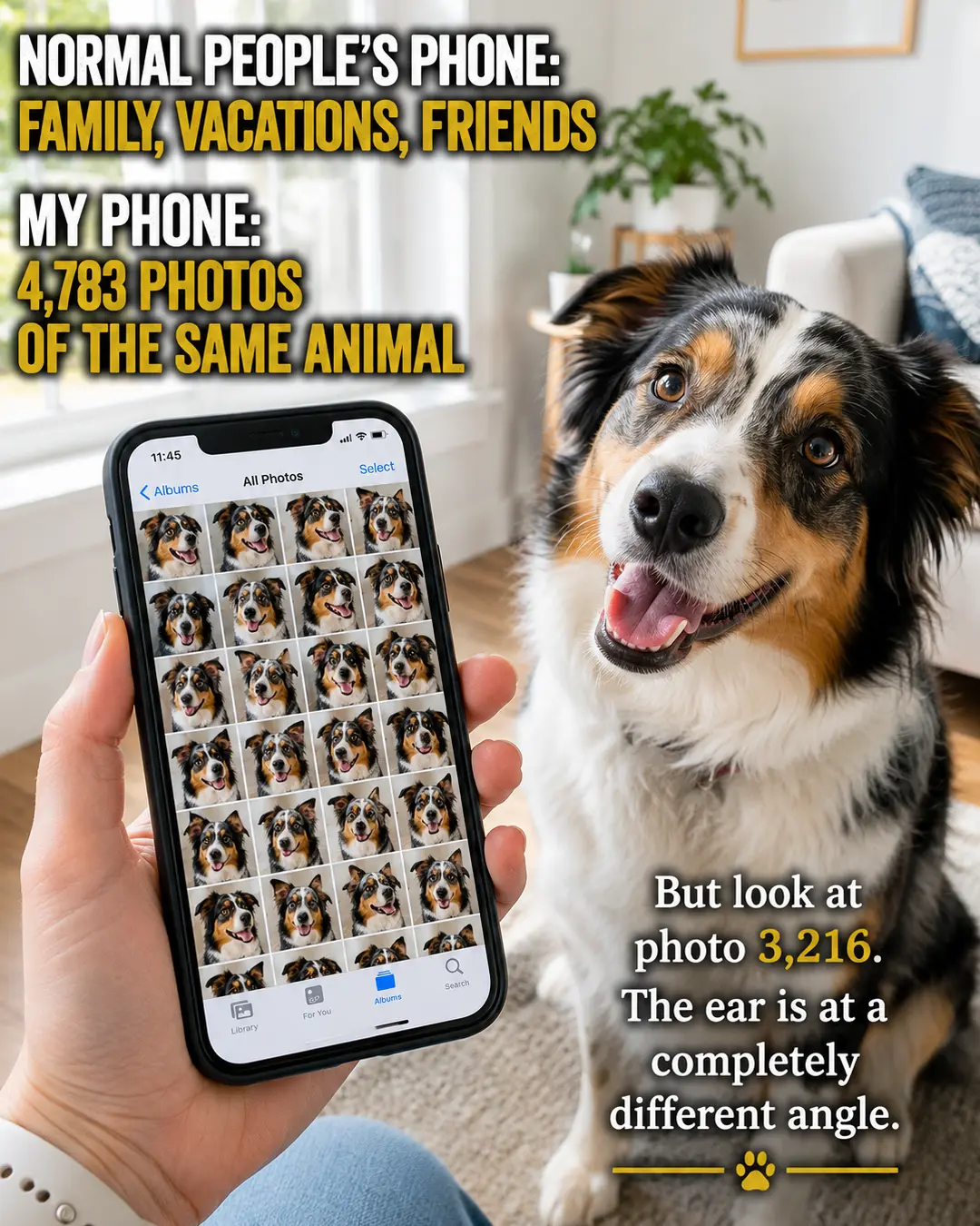 A pet owner's phone gallery is packed with thousands of nearly identical photos of the same expressive dog, each somehow worth keeping.