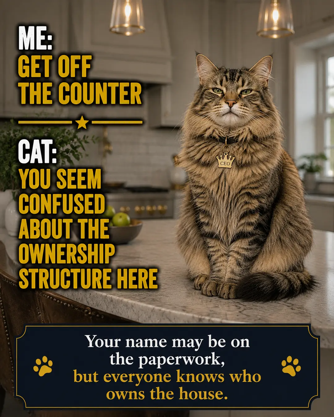 A regal cat sits confidently on the kitchen counter, making it clear that the human may pay the bills, but the cat owns the house.