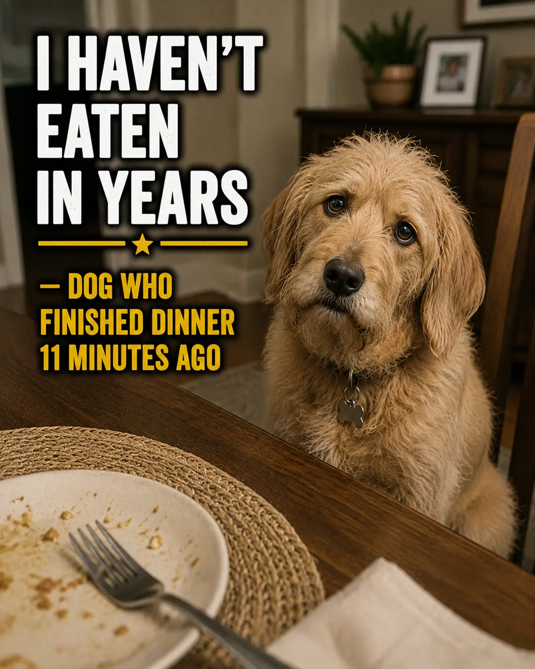 A mournful dog begs beside the dinner table as if it hasn't eaten in years—despite finishing its own meal just 11 minutes ago.