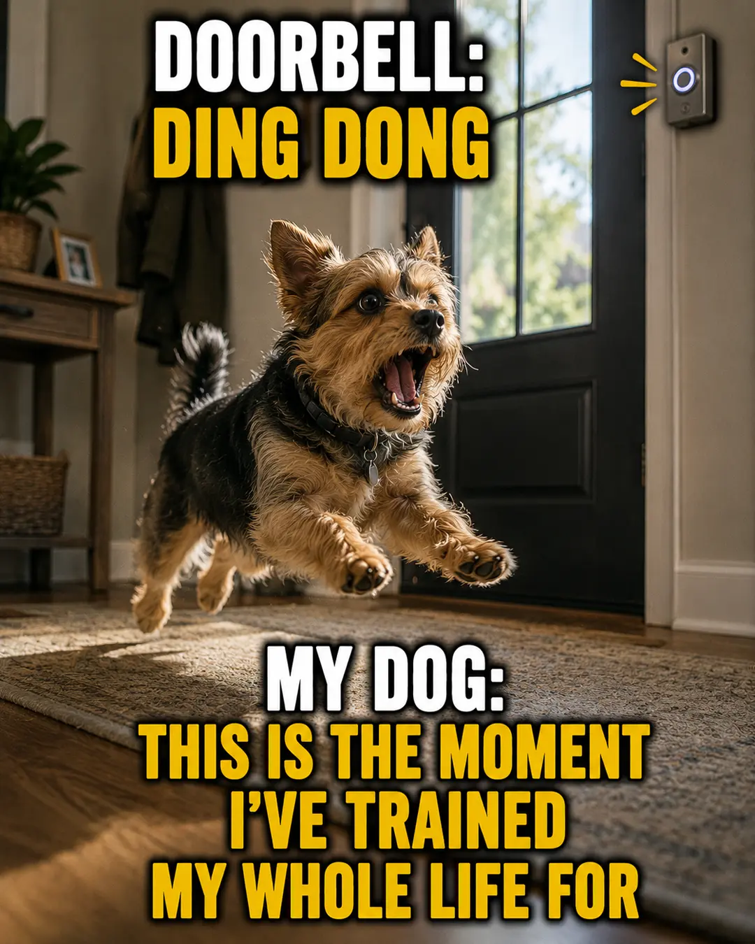 A small terrier charges heroically toward the front door at the sound of the doorbell, ready for the moment it has trained for.