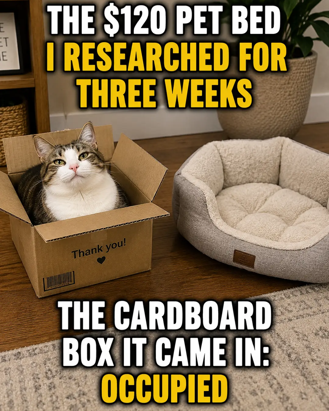 A happy cat chooses the cardboard box over the $120 pet bed its owner spent three weeks researching.