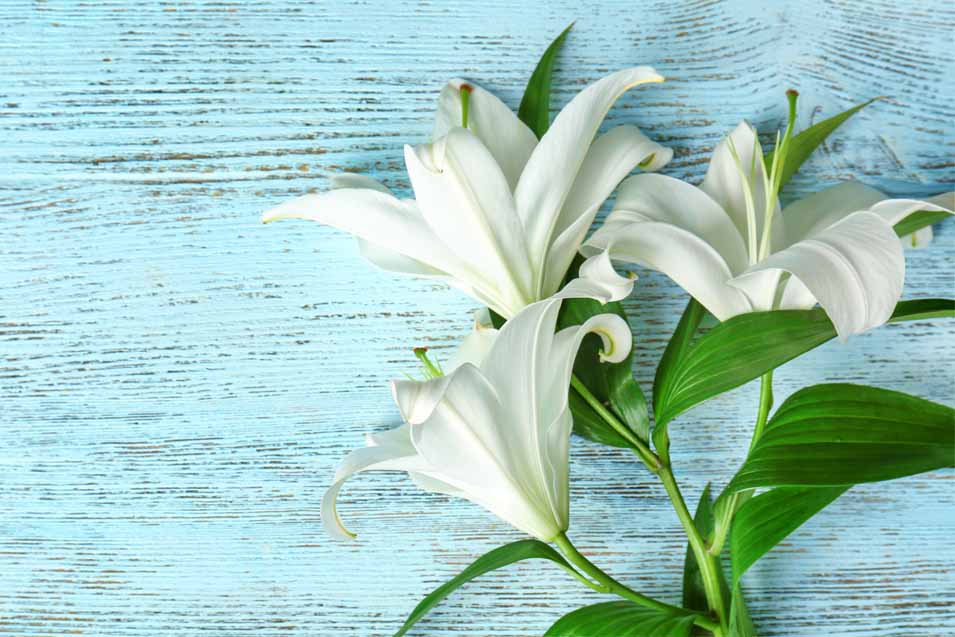Picture of Easter Lily