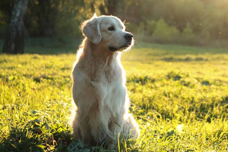 Picture of a Golden Retriever on grass