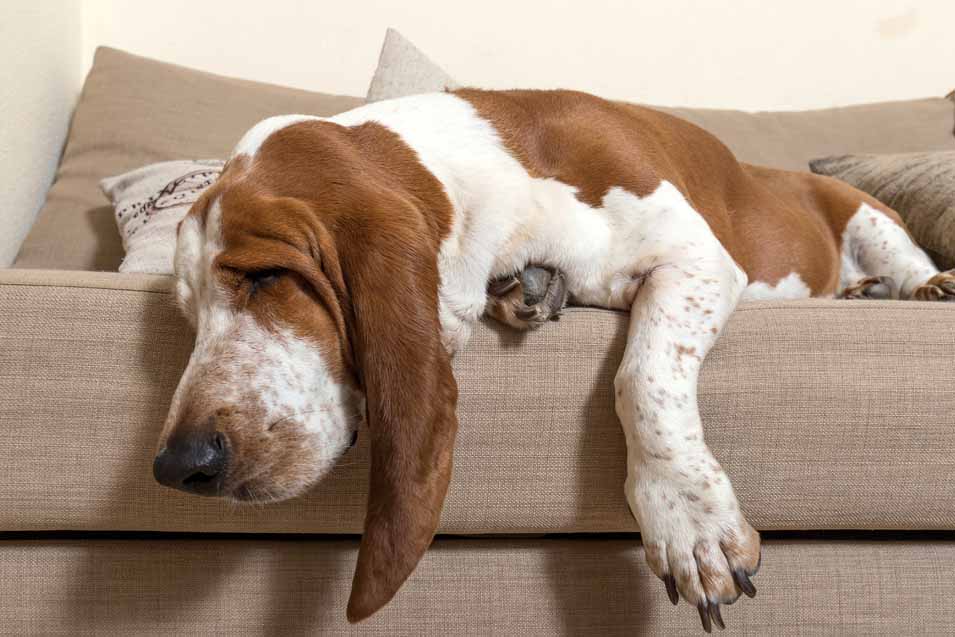 Picture of a Basset Hound sleeping