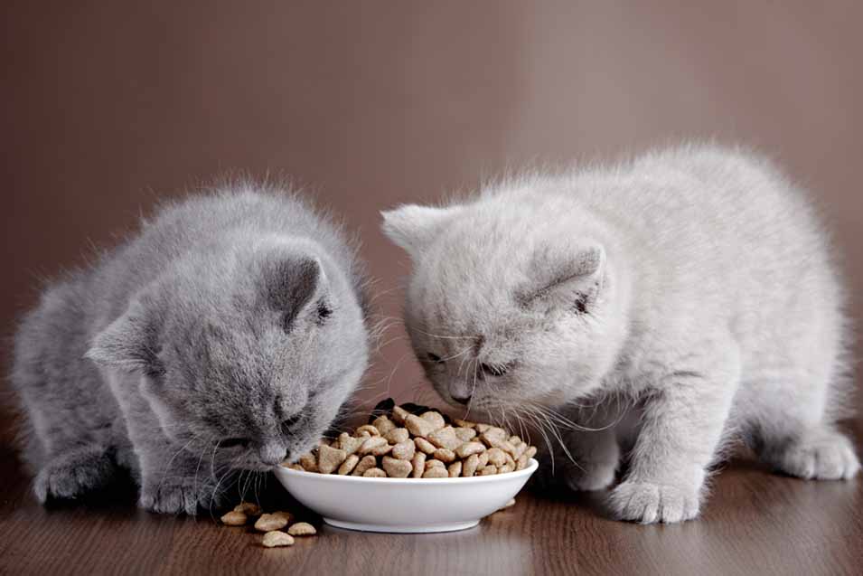 Picture of 2 kittens eating solid cat food