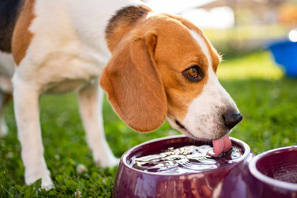 Increased Thirst in Dogs Why is Your Dog Drinking More Water