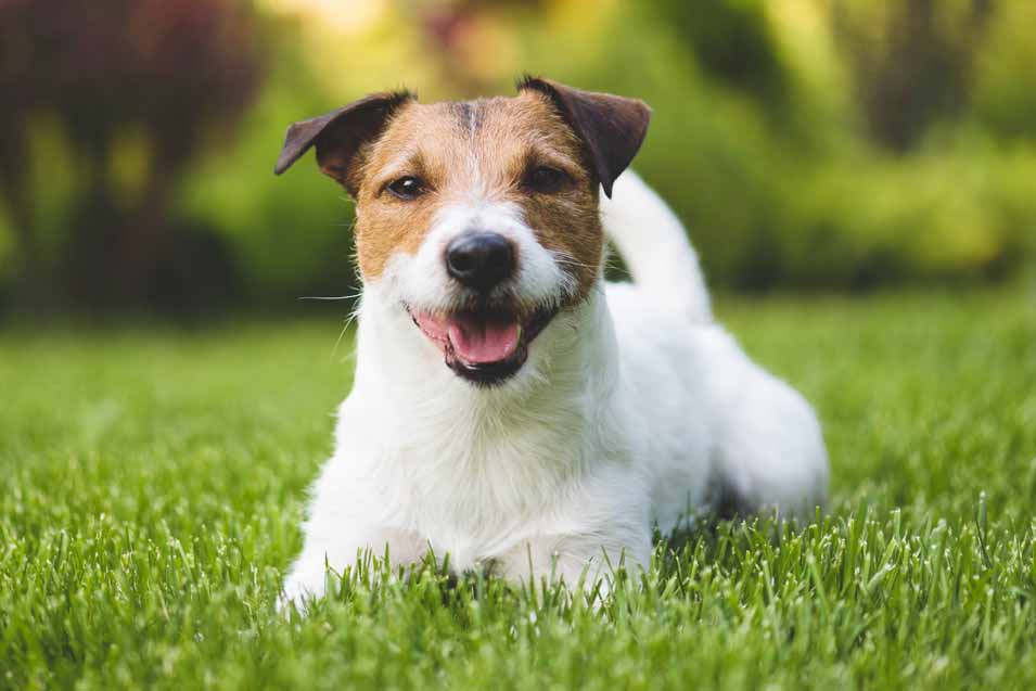 Picture of a Jack Russell on the lawn
