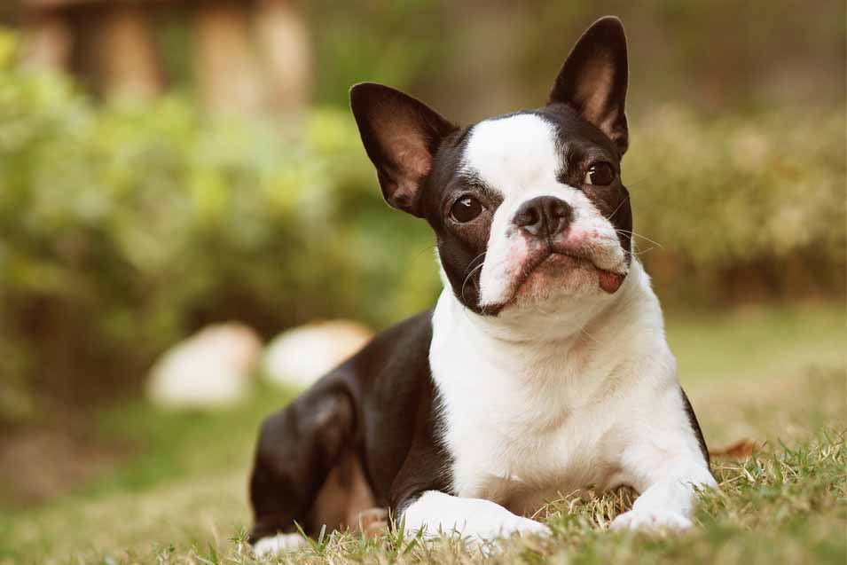 Picture of a Boston Terrier on the grass