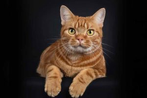 Picture of an orange cat