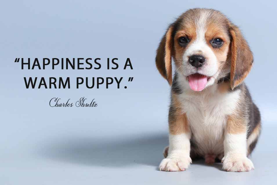 Over 150 Dog Quotes - Quotes by many of the Worlds Most Famous People