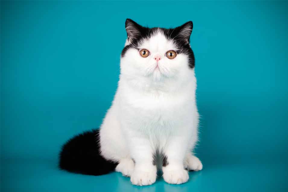 Picture of a black and white Exotic Shorthair cat