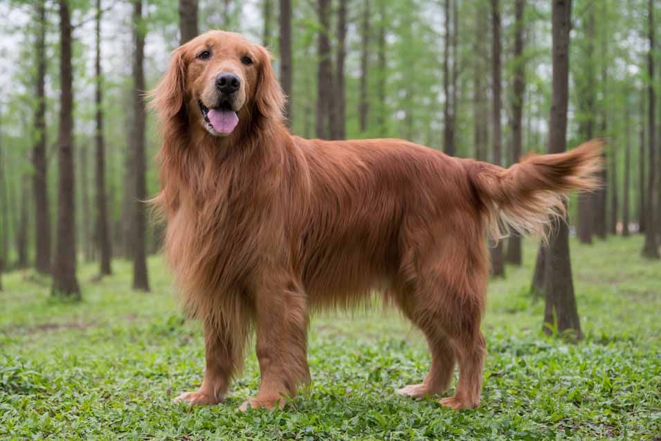Picture of a Golden Retriever in the forest