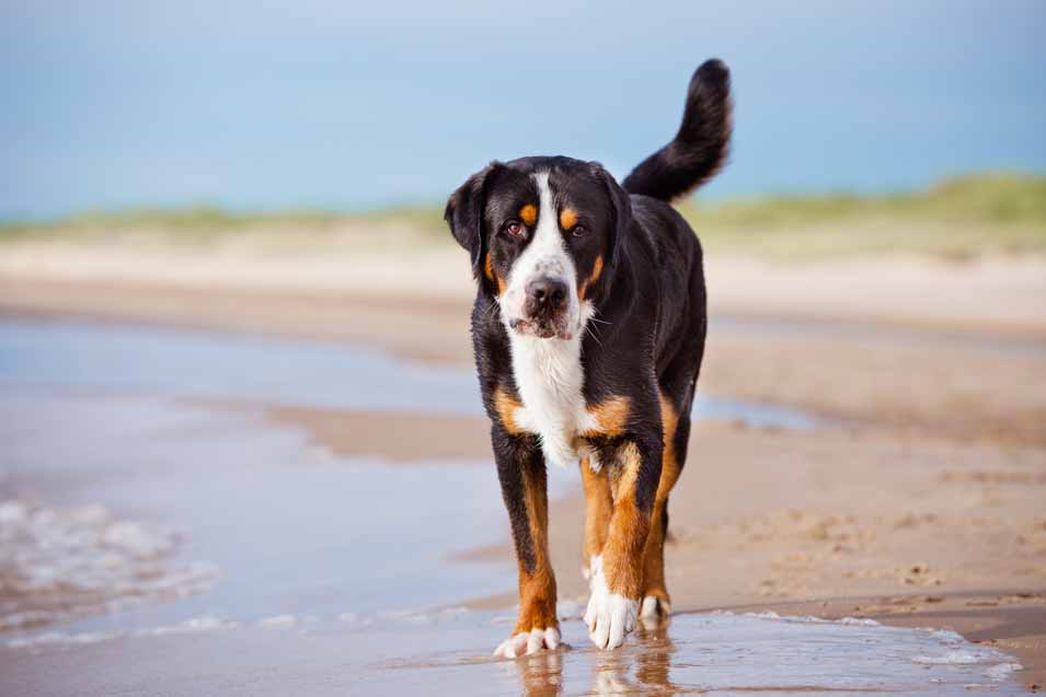 Picture of a dog walking on the beach