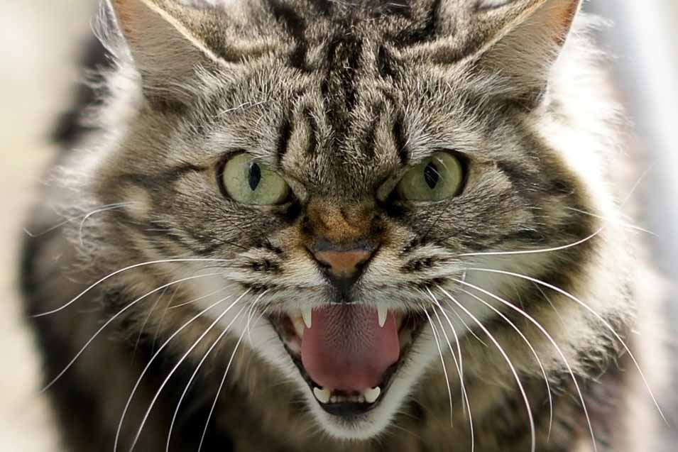 picture of an angry cat