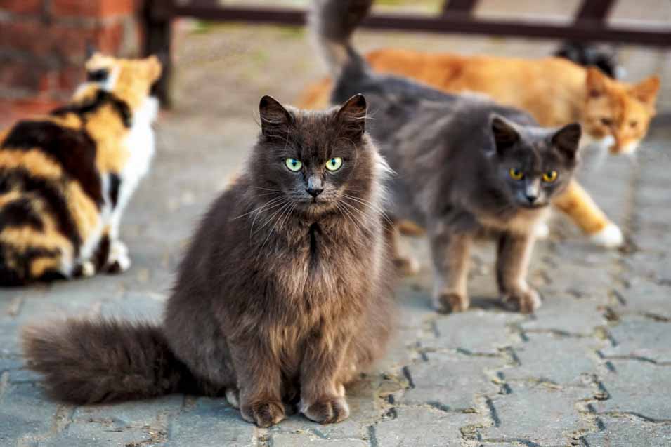 Picture of a group of 4 cats