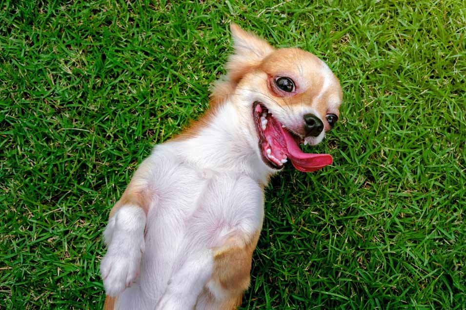Picture of a Chihuahua lying on the lawn