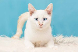 Picture of a white cat on a rug