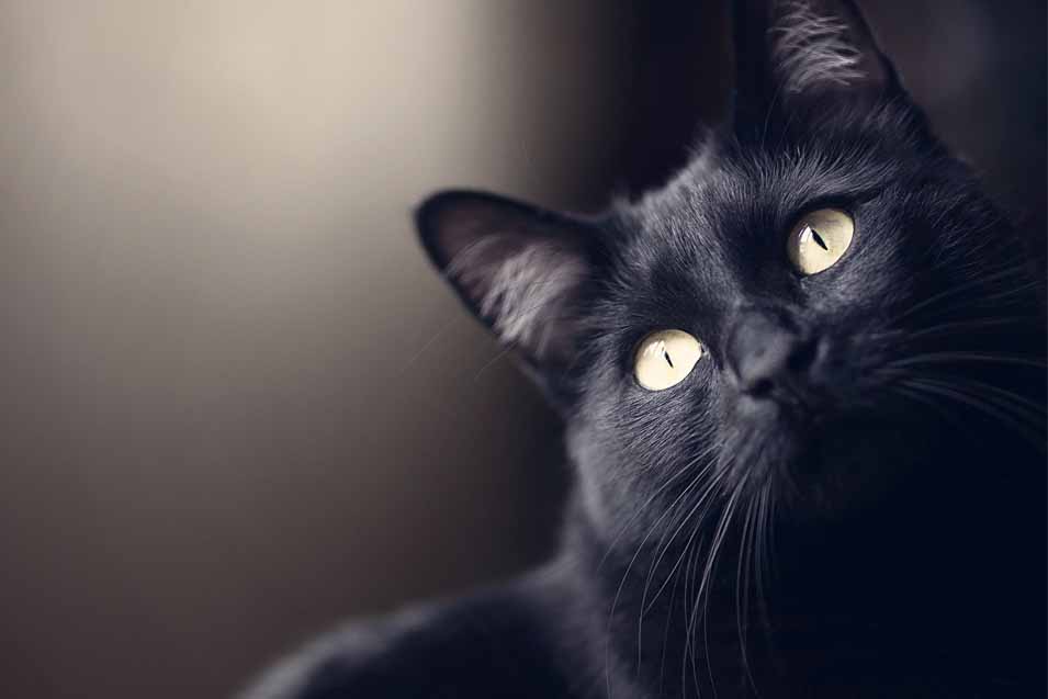 picture of a black cat
