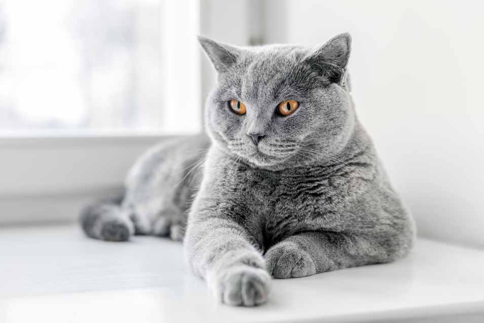 Picture of a grey cat