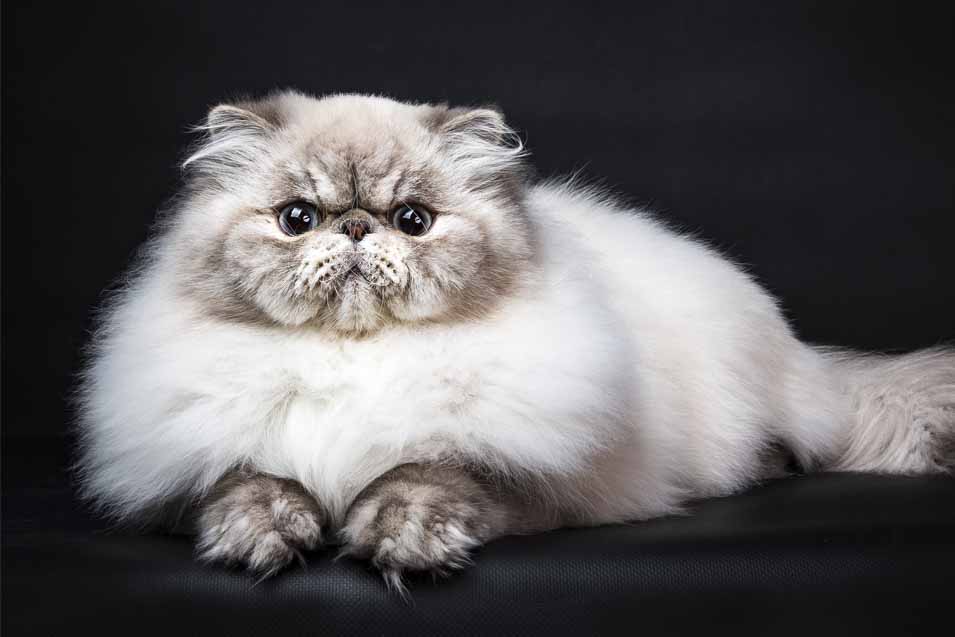 Picture of a Persian Cat