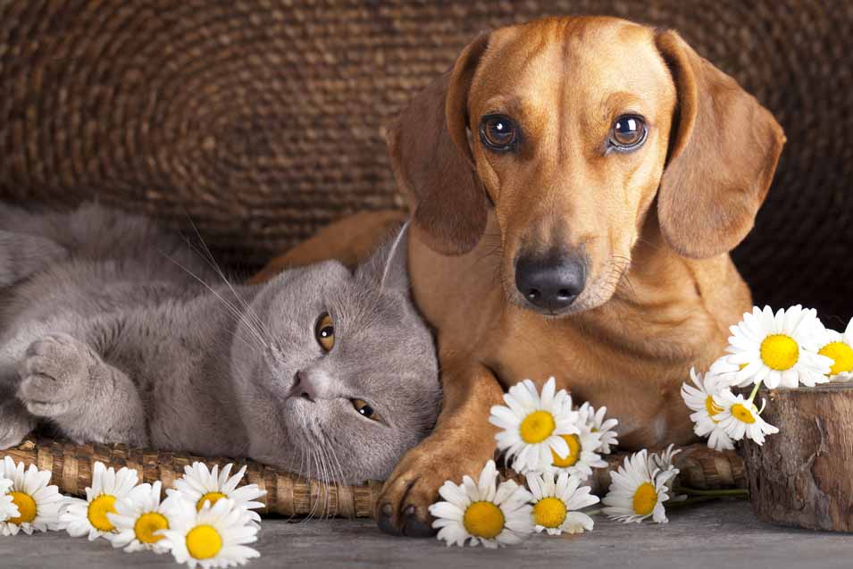 Picture of a dog and cat with flowers