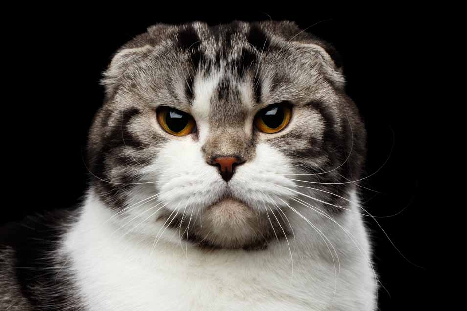 Picture of a Scottish Fold Cat