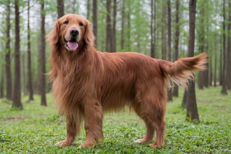 Picture of a Golden Retriever in the forest