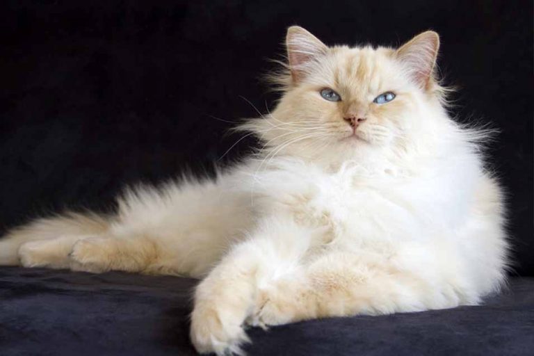 Image showcasing Autoimmune Disease in Cats - Diagnosis and Treatments
