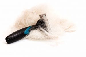 Picture of a dog brush