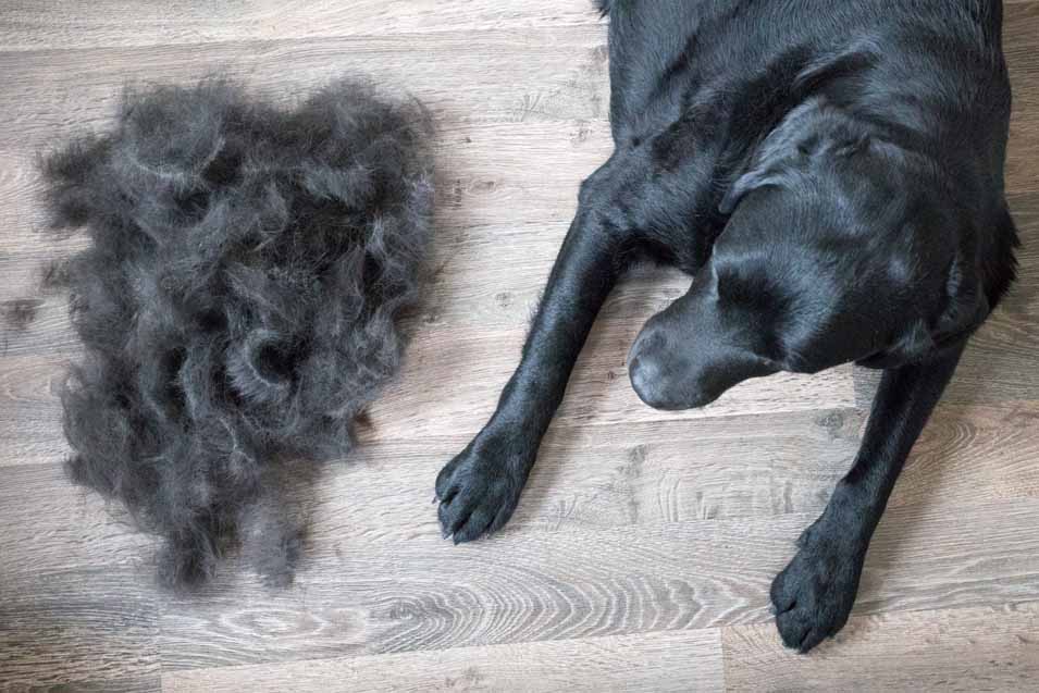 Picture of a black lab and a pile of fur