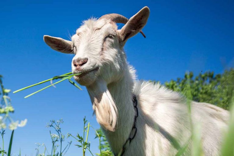 Picture of a white goat