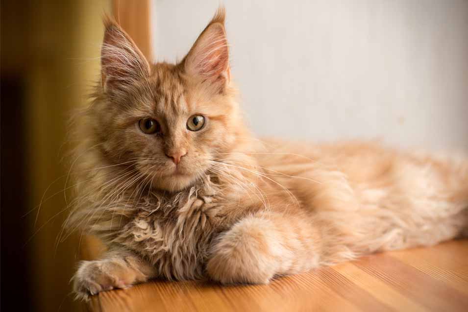 Picture of a orange cat