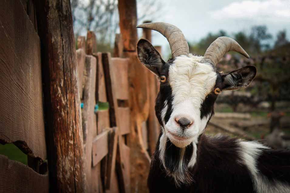 Can Dogs Have Goat Milk What You Need to Know