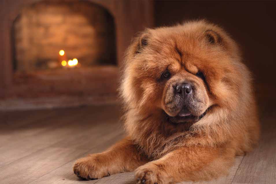 Picture of a Chow Chow