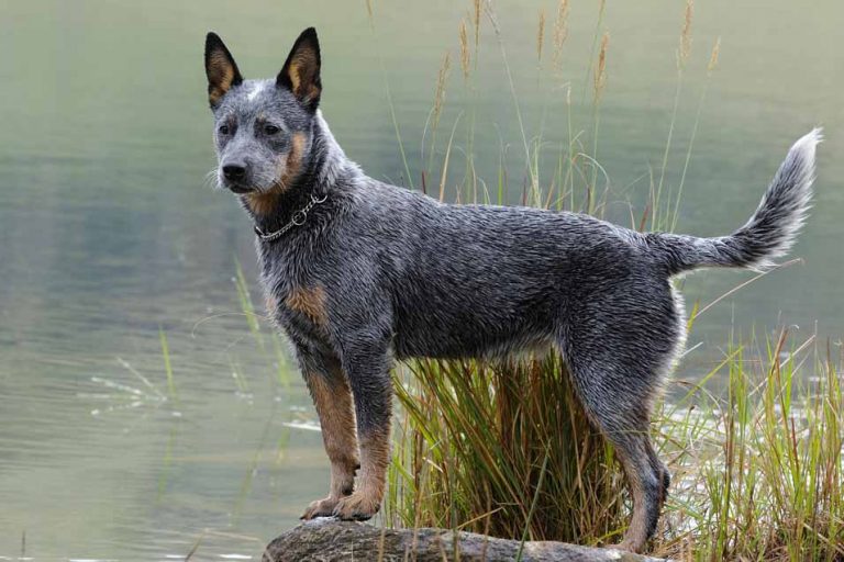 Picture of a Dogtime Australian Cattle Dog