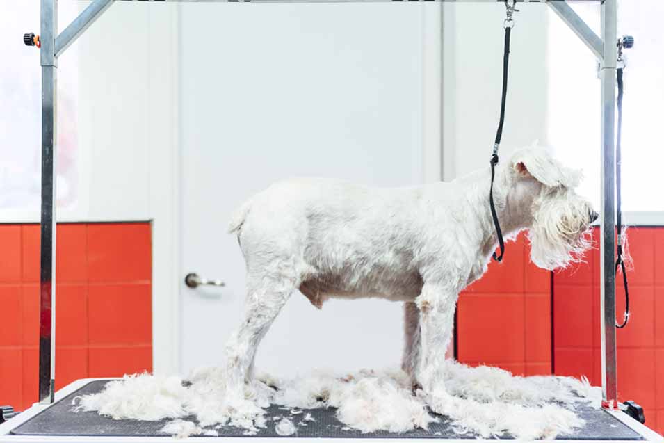 Picture of a dog being shaved
