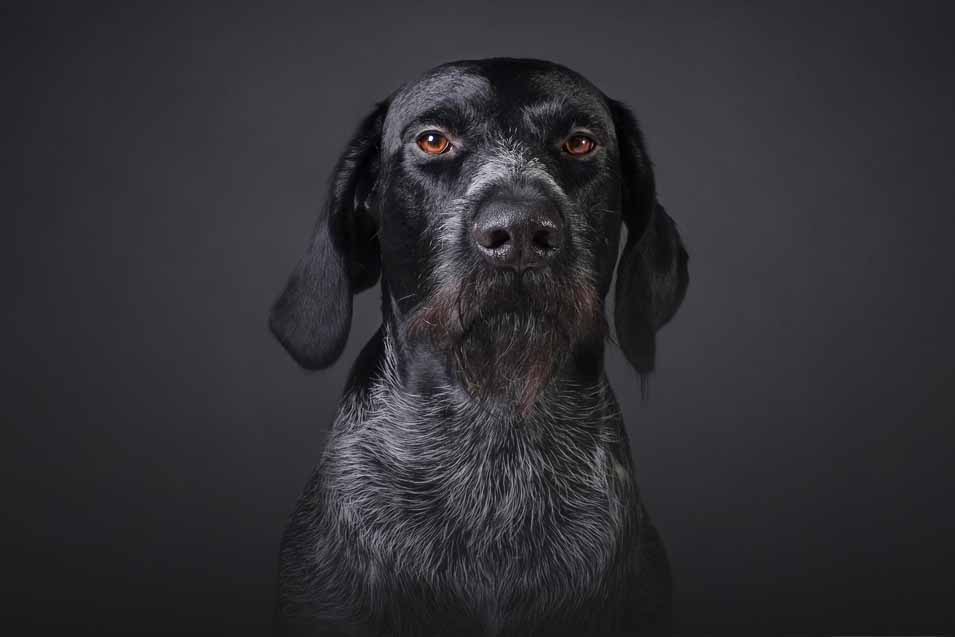 Picture of a dog on smoky background